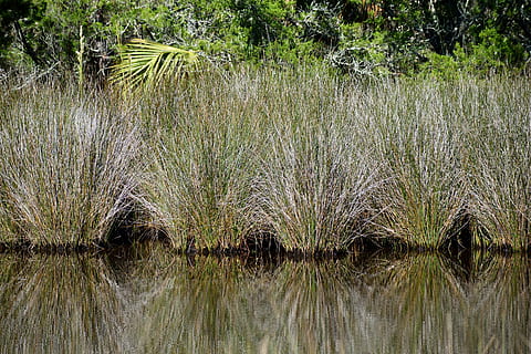 marshland, swamp, environment, landscape, nature, swamp grass, wetland, water, marsh, green, florida, wilderness, tropical, natural, outdoor, scenic, usa, bog, reflection, foliage, growth, plant, lake, tranquility, no people, beauty in nature, scenics - nature, tranquil scene, grass, green color, day, waterfront, tree, outdoors, standing water, non-urban scene, 5K, CC0, public domain, royalty free