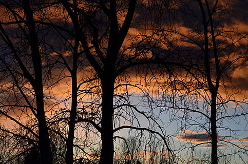tramonto, tempesta, alberi, cielo, natura, crepuscolo, nuvole, lunatico, albero, silhouette, albero nudo, pianta, nessuno, tronco d'albero, ramo, tronco, bellezza nella natura, la tranquillità, scenics - natura, all'aperto, terra, nuvola - cielo, scena non urbana, scena tranquilla, foresta, 4K, CC0, dominio pubblico, privo di copyright