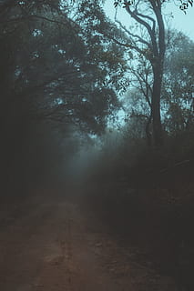 træer ved siden af ​​stien, mørk, daggry, uhyggelige, miljø, tåge, tåget, græs, vejledning, landskab, mysterium, natur, udendørs, pathway, planter, vej, naturskøn, træer, vejr, træ, plante, ro, Skov, skønhed i naturen, jord, ingen mennesker, rolig scene, scenics - natur, ikke-urbane scene, dag, himmel, vækst, 5K, CC0, offentligt domæne, royaltyfrie