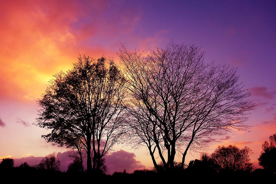arbre, arbre nu, arbre d’hivern, silueta, silueta de l'arbre, cels en flames, cels ardents, cel, posta de sol, núvol - cel, color taronja, bellesa a la natura, escenics - natura, escena tranquil·la, planta, tranquil·litat, naturalesa, cel dramàtic, cap gent, a l'aire lliure, idíl·lic, vespre, branca, creixement, cel romàntic, porpra, 4K
