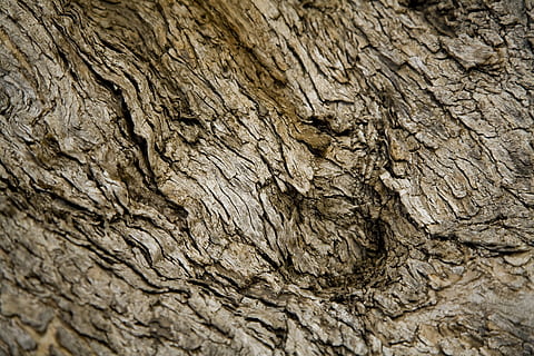 conchiglia, albero, natura, Marrone, strutturato, sfondi, fotogramma intero, tronco d'albero, corteccia vegetale, ruvido, tronco, avvicinamento, nessuno, modello, legno - materiale, pianta, abbaiare, giorno, modello naturale, all'aperto, messa a fuoco selettiva, effetto strutturato, condizione naturale, 4K, CC0, dominio pubblico, privo di copyright