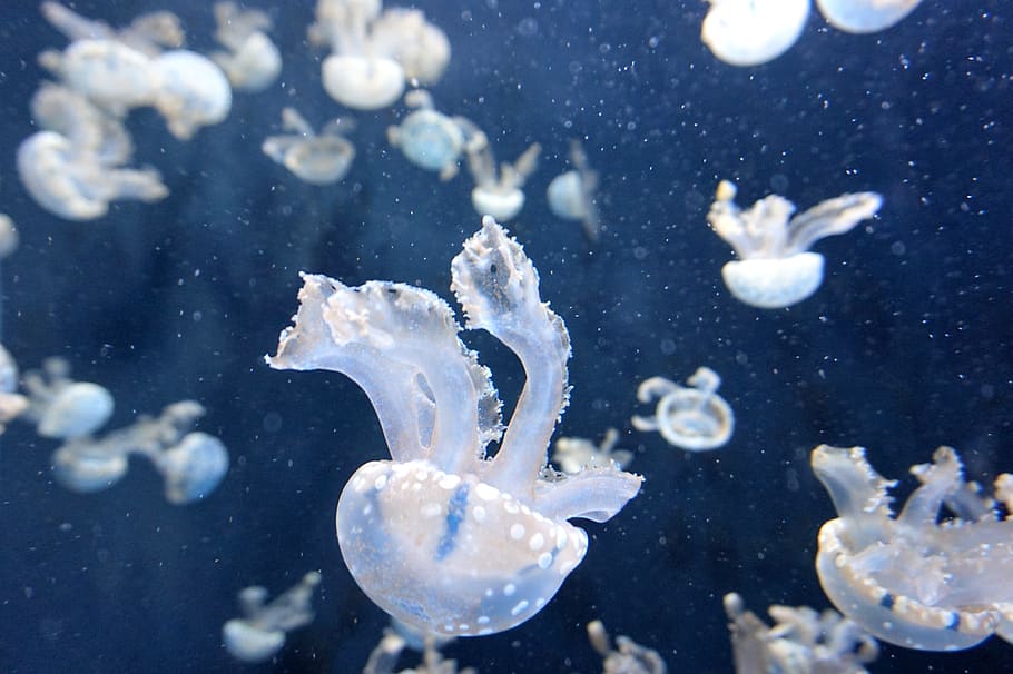meduses blanques, mar, aigua, animals a la natura, sota l'aigua, temes d'animals, meduses, fauna animal, nedar, animal, marí, invertebrat, grup d’animals, la vida marina, cap gent, naturalesa, bellesa a la natura, blau, primer pla, submarí, 5K
