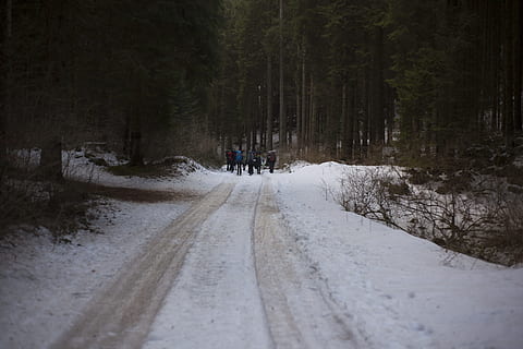 mensen, wandelen, ijzig, weg, koude, daglicht, Bos, zing, vorst, bevroren, wandelaars, ijs-, landschap, natuur, buitenshuis, toneel-, seizoen, sneeuw, bomen, trekking, weer, winter, bossen, koude temperatuur, vervoer, richting, fabriek, boom, land-, de weg vooruit, bandspoor, schoonheid in de natuur, aan het bedekken, dag, echte mensen, scenics - natuur, vrijetijdsbesteding, perspectief verminderen, bos-, 5K, CC0, publiek domein, royaltyvrij