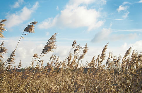 canya, herbes, vent, naturalesa, planta, natural, estiu, camp, assolellat, cargols, flora, núvol - cel, cel, creixement, bellesa a la natura, terra, tranquil·litat, cap gent, dia, herba, medi ambient, paisatge, escena tranquil·la, vista d’angle baix, agricultura, escenics - natura, cultiu, a l'aire lliure, herba de Timoteu, tija, 4K, CC0, domini públic, lliure de regalies