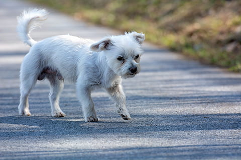 cane, bianca, su, strada, lontano, piccolo, piccolo cane, ibrido, Maltese-havanese, animale, animale domestico, domestico, canino, animali domestici, mammifero, temi animali, un animale, giovane animale, cagnolino, cucciolo, Colore bianco, nessuno, movimento, west highland white terrier, messa a fuoco selettiva, a piedi, shih tzu, 2K, CC0, dominio pubblico, privo di copyright
