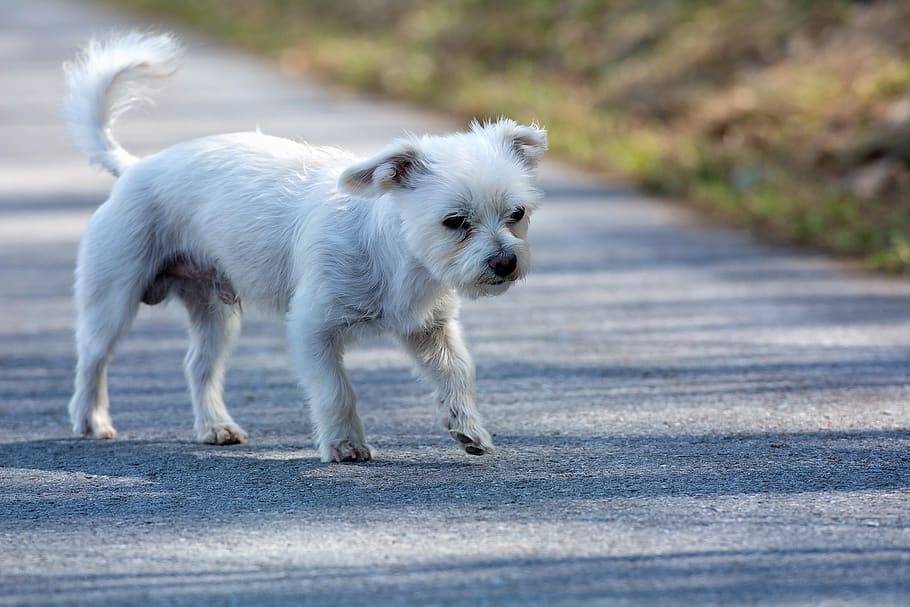 gos, blanc, fora, carretera, lluny, petit, gos petit, híbrid, maltès-havanès, animal, mascota, nacional, caní, animals domèstics, mascotes, mamífer, temes d'animals, un animal, animal jove, gos de tornada, cadell, Color blanc, cap gent, moviment, terrier blanc de l’altura oest, enfocament selectiu, caminar, shih tzu, 2K