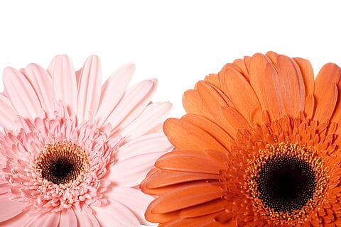 Hintergrund, Blühen, Gänseblümchen, Blumen-, Blume, frisch, gerber, Gerbera, Natur, niemand, Pflanze, rot, Frühling, Sommer-, blühende Pflanze, Gerbera Gänseblümchen, Schönheit in der Natur, Frische, Blütenkopf, Blütenstand, Nahansicht, Pollen, Blütenblatt, Studioaufnahme, Zerbrechlichkeit, ausgeschnitten, orange Farbe, Verletzlichkeit, keine Leute, 720P, CC0, gemeinfrei, lizenzfrei