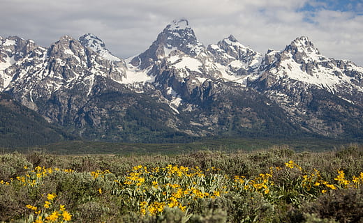 fjellene, område, landskap, scenisk, natur, skyer, snø, topper, wyoming, usa, Amerika, grand teton, nasjonalpark, panorama, majestetiske, robust, villmark, Urter, fjell, skjønnhet i naturen, anlegg, blomst, blomstrende plante, miljø, naturskjønnhet - natur, fjellkjede, gul, himmel, friskhet, rolig scene, dag, land, ro, ingen folk, snødekte fjell, utendørs, fjelltopp, 2K, CC0, offentlig domene, opphavsrett gratis