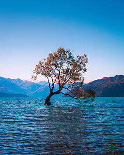 maro, arbore de copaci, apă, timpul zilei, copac, singurătate, singur, Munte, frunze, peisaj, mare, ocean, coastă, mal, natură, în aer liber, lac, Arborele wanaka, queenstown, călător, călătorie, albastru, cer, scenics, frumusețe în natură, reflecţie, o scenă liniștită, de munte, vară, nici o persoana, pădure, vacante, lumina soarelui, alpine europene, zi, soare, destinații de călătorie, 4K, CC0, domeniu public, fără drepturi de autor