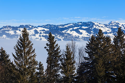Suiza, títeres, árbol, planta, belleza en la naturaleza, invierno, cielo, escena tranquila, tranquilidad, nieve, paisajes - naturaleza, temperatura fría, montaña, nadie, crecimiento, escena no urbana, naturaleza, día, ambiente, tierra, bosque, al aire libre, Pino, Montaña cubierta de nieve, árbol conífero, 4K, CC0, dominio público, libre de derechos