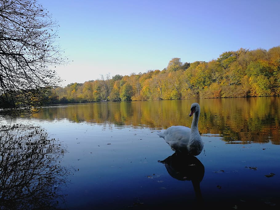 arbres, llac, arbre, cygnet, ocell, cigne, blanc, Bleu, couleur, automne, bosc, aigua, animals a la natura, vertebrats, temes d'animals, fauna animal, animal, reflexió, planta, cel, bellesa a la natura, naturalesa, tranquil·litat, dia, davant del mar, nedar, cap gent, a l'aire lliure, flotant a l'aigua, 4K