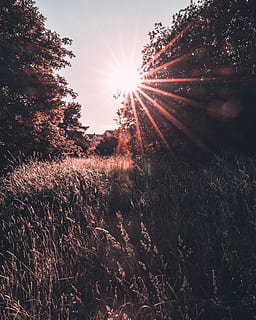 sollys, flare, græs, Skov, natur, nåletræ, flora, træ, plante, gran, abies, arkiveret, sommer stemning, sommer, udforske, solstråle, solflare, sol, rød, jord, himmel, Mark, vækst, linseflare, ro, skønhed i naturen, landskab, ingen mennesker, solnedgang, rolig scene, ikke-urbane scene, scenics - natur, udendørs, lyse, Stærkt oplyst, streaming, 4K, CC0, offentligt domæne, royaltyfrie