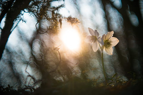 hvidblomstrede blomster, plante, sollys, skønhed i naturen, træ, natur, sol, himmel, blomst, solstråle, linseflare, ro, ingen mennesker, dag, blomstrende plante, jord, friskhed, vækst, udendørs, Skov, rolig scene, lyse, blødhed, 4K, CC0, offentligt domæne, royaltyfrie