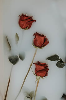 tres, vermell, roses, blanc, panell, flor, rosa, flora, planta, Estats Units, Jamestown, llet, Rosa vermella, bonic, flors, bany de llet, flors a l'aigua, pètal, antera, menjar, plat, placa, a l'interior, planta amb flors, flor de roses, bellesa a la natura, primer pla, frescor, fragilitat, vulnerabilitat, cap gent, naturalesa, tir de l'estudi, Color blanc, fons blanc, tija de la planta, directament a sobre, cap de flor, 5K, CC0, domini públic, lliure de regalies