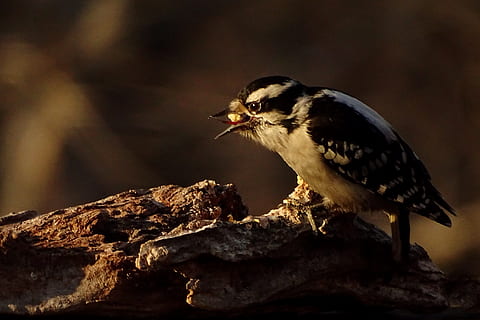 sort, hvid, fugl, dyr, spætte, jay, mad, plante, overraskelse, natur, finke, flimmer fugl, næb, blå jay, spurv, blad, Anthus, træ, gærdesmutte, fremstille, korn, grøntsag, dyre temaer, dyreliv, et dyr, hvirveldyr, dyr i naturen, ingen mennesker, perching, fokus på forgrunden, dag, afdeling, sidebillede, tæt på, ungt dyr, træ - materiale, udendørs, ung fugl, 4K, CC0, offentligt domæne, royaltyfrie