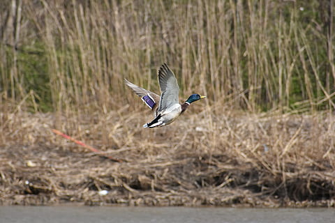 Tier, Fluss, am Wasser, Gras, Vogel, Wilde Vögel, Ente, Stockente, Gefieder, Flügel, Flug, , wildes Tier, natürlich, Tiere in freier Wildbahn, Tierwelt, Tierthemen, Wirbeltier, ein Tier, die Flügel ausbreiten, fliegend, in der Luft, keine Leute, Tag, Natur, Bewegung, Fokus auf den Vordergrund, Pflanze, Seitenansicht, Land, Eisvogel, Schönheit in der Natur, 5K, CC0, gemeinfrei, lizenzfrei