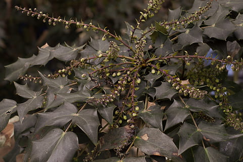 Pflanze, Blatt, Baum, blühen, Blume, Acanthaceae, Lebensmittel, Annonaceae, sprießen, Knospe, Persimmon, Obst, produzieren, Baumstamm, Eiche, Efeu, Venen, Bergahorn, Wurzel, Rebe, Pflanzenteil, Wachstum, Schönheit in der Natur, Natur, keine Leute, Tag, Nahansicht, Fokus auf den Vordergrund, draußen, selektiver Fokus, Blätter, trocken, Ast, Sonnenlicht, Ruhe, Verletzlichkeit, grüne Farbe, Zerbrechlichkeit, 2K, CC0, gemeinfrei, lizenzfrei