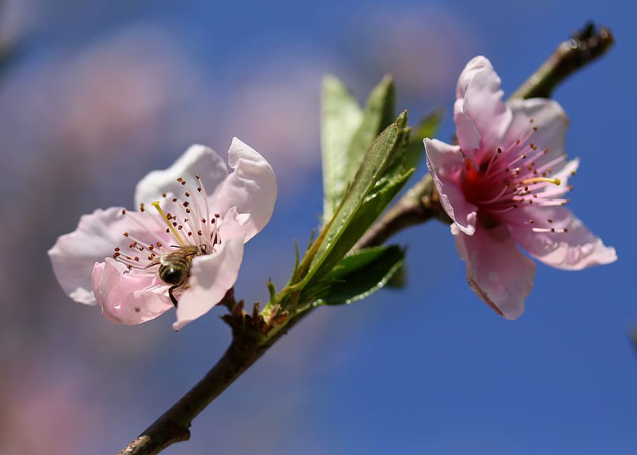 fiori, rosa, casey, albero, primavera, fiorito, fiore, pianta fiorita, pianta, freschezza, bellezza nella natura, fragilità, crescita, petalo, vulnerabilità, avvicinamento, infiorescenza, natura, testa di fiore, colore rosa, polline, concentrarsi sulle conoscenze acquisite, nessuno, fiorire, giorno, all'aperto, fiore di ciliegio, ciliegio, 2K