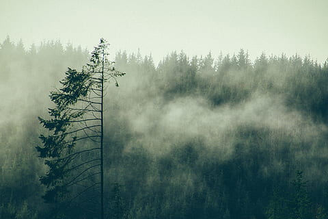 vihreä, Puut, ympäröidä, fogs, päivä-, puu, sumu, metsä, pilvi, maisema, puun lehti, lehdet, vaellushalu, tutkia, seikkailu, torni, ikivihreä, puunlatva, mäki, Hei, korkea, maantie, luonto, ulkona, talvi-, taustat, haara, taivas, ei ihmisiä, scenics, kausi, kauneus luonnossa, syksy, aamu, kasvi, mänty, ympäristö, ei-kaupunkikuvia, sää, tumma, rauhallinen kohtaus, kesä, 4K, CC0, public domain, rojaltivapaa