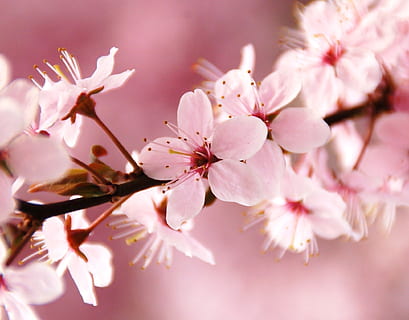 primavera, flor, rosado, agradable, planta floreciendo, belleza en la naturaleza, planta, frescura, fragilidad, color rosa, vulnerabilidad, de cerca, árbol, crecimiento, pétalo, flor de cerezo, naturaleza, rama, nadie, inflorescencia, día, al aire libre, cabeza de flor, polen, Cerezo, brillante, racimo de flores, 1080P, CC0, dominio público, libre de derechos