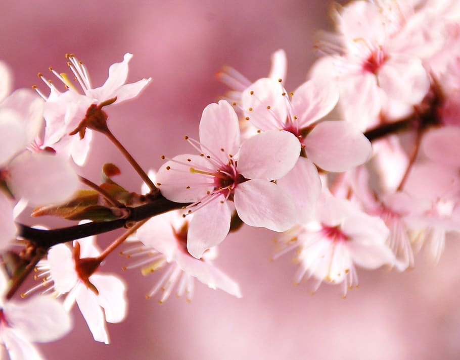 primavera, flor, rosado, agradable, planta floreciendo, belleza en la naturaleza, planta, frescura, fragilidad, color rosa, vulnerabilidad, de cerca, árbol, crecimiento, pétalo, flor de cerezo, naturaleza, rama, nadie, inflorescencia, día, al aire libre, cabeza de flor, polen, Cerezo, brillante, racimo de flores, 1080P