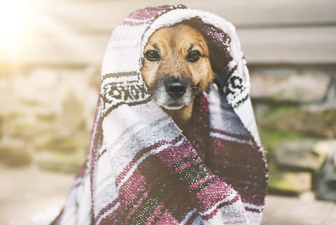 braun, Hund, bedeckt, Weiß, lila, gestreift, Decke, Eckzahn, ein Tier, Säugetier, Haustiere, inländisch, Kleidung, Haustierkleidung, Hut, Menschen, Fokus auf den Vordergrund, Schal, Porträt, Kostüm, Dackel, Textil-, Tag, Kapuze - Kleidung, 5K, CC0, gemeinfrei, lizenzfrei