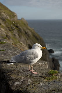 måge, fugl, dom, himmel, dyr, hav, natur, fjer, vinger, dyreliv, vand, blå, slea hovedet, Kerry, Irland, vild, atlantic, hvirveldyr, dyre temaer, et dyr, dyr i naturen, klippe, perching, solid, dag, fokus på forgrunden, ingen mennesker, rock-objekt, skønhed i naturen, udendørs, 2K, CC0, offentligt domæne, royaltyfrie