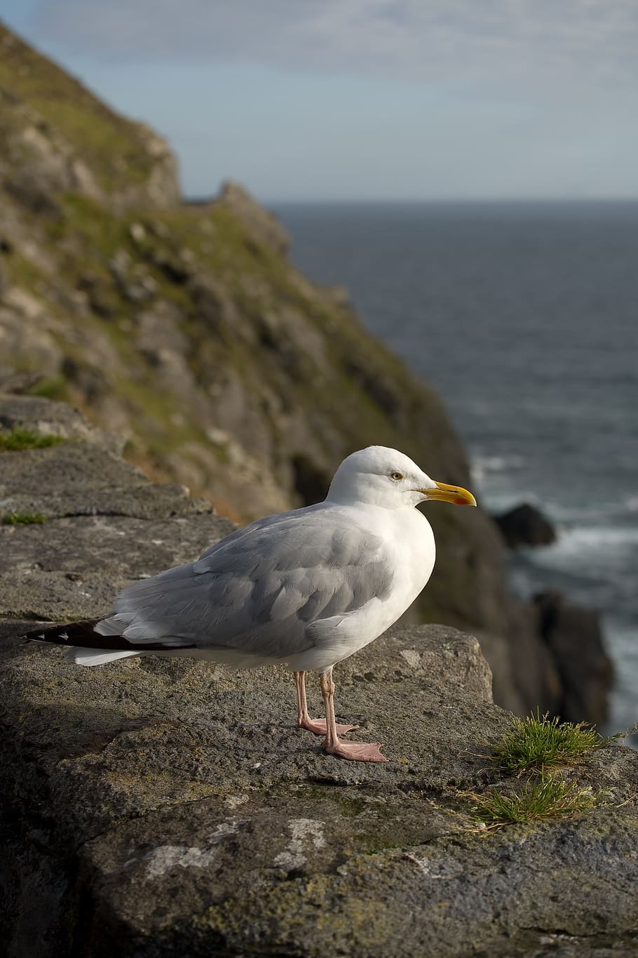 gavina, ocell, dom, cel, animal, mar, naturalesa, ploma, ales, vida salvatge, aigua, blau, Slea Head, Kerry, Irlanda, salvatge, Atlàntic, vertebrats, temes d'animals, fauna animal, un animal, animals a la natura, rock, posat, sòlid, dia, centrar-se en primer pla, cap gent, rock - object, bellesa a la natura, a l'aire lliure, 2K