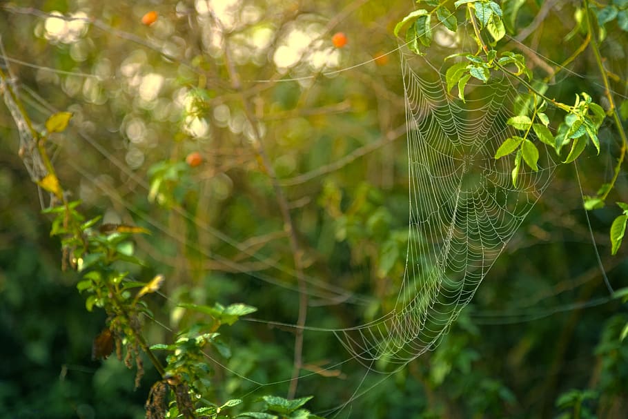 teranyina, degoteig, aigua, verd, rosada, naturalesa, gota de rosada, teranyines, morgentau, web, perles, camp, gota d’aigua, teles d'aranya, tardor, lichtspiel, humit, rosada del matí, al matí, comptes, planta, color verd, primer pla, fragilitat, bellesa a la natura, centrar-se en primer pla, dia, temes d'animals, cap gent, animal, arbre, vulnerabilitat, creixement, full, part de la planta, a l'aire lliure, llum solar, bosc, complexitat, 4K