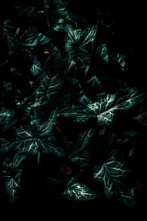 Naturlig verden, struktur, natur, blad, plante, grøn, liv, detalje, abstrakt, grøn plante, skygge, opdage, rejse, opdagelsesrejsende, naturlighed, gor plan, vilde plante, ser godt ud, uden for, forår, sommer, botanik, miljø, inspireret, naturlig, ingen mennesker, vækst, tæt på, fuld ramme, grøn farve, plante del, baggrunde, skønhed i naturen, høj vinkel visning, indendørs, marijuana - urte cannabis, studio skud, mønster, friskhed, mad og drikke, mad, sort baggrund, 5K, CC0, offentligt domæne, royaltyfrie