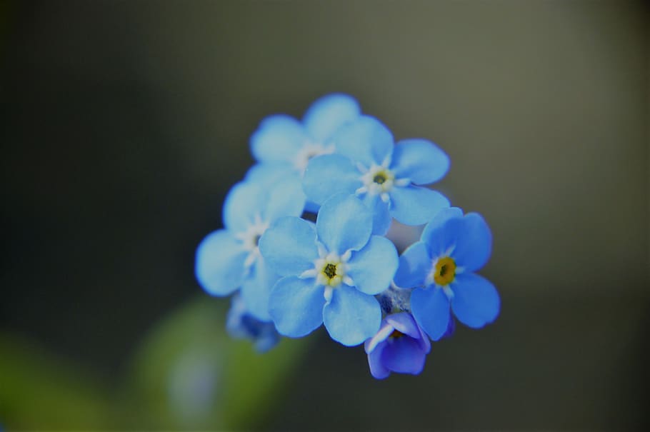 myosotis, blau, flor, primavera, floració, planta, branca, estacional, botànica, flora, jardí, pètals, planta amb flors, fragilitat, vulnerabilitat, frescor, pètal, bellesa a la natura, inflorescència, cap de flor, primer pla, creixement, naturalesa, cap gent, centrar-se en primer pla, enfocament selectiu, porpra, dia, pol·len, Ram de flors, 2K