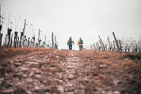 två, män, gående, staket, två personer, natur, samhörighet, himmel, riktiga människor, dag, stående, landa, fokusera på bakgrunden, bindning, livsstilar, vuxen, selektiv fokusering, fritidsaktivitet, växt, människor, vänskap, klar himmel, full längd, ytanivå, utomhus, par - relation, 5K, CC0, offentligt domän, royaltyfria