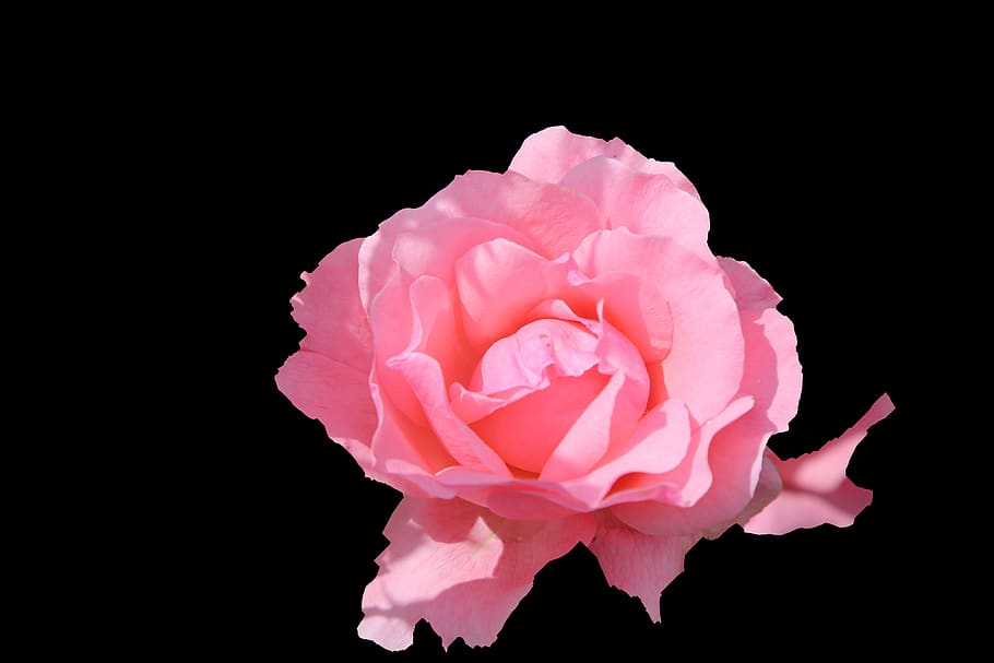 rosa, gulpembe, planta, naturalesa, primavera, flor, romàntic, romanç, amor, bellesa, pètal, planta amb flors, bellesa a la natura, fons negre, inflorescència, tir de l'estudi, cap de flor, flor de roses, vulnerabilitat, fragilitat, frescor, primer pla, color rosa, a l'interior, còpia espai, cap gent, suavitat, 5K