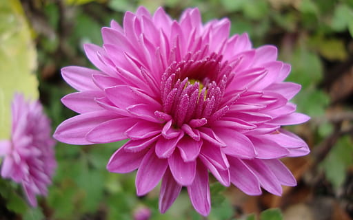 flora, fauna, macro, bokeh, pianta fiorita, fiore, vulnerabilità, fragilità, petalo, pianta, bellezza nella natura, freschezza, testa di fiore, crescita, avvicinamento, infiorescenza, colore rosa, concentrarsi sulle conoscenze acquisite, natura, giorno, nessuno, viola, polline, 2K, CC0, dominio pubblico, privo di copyright