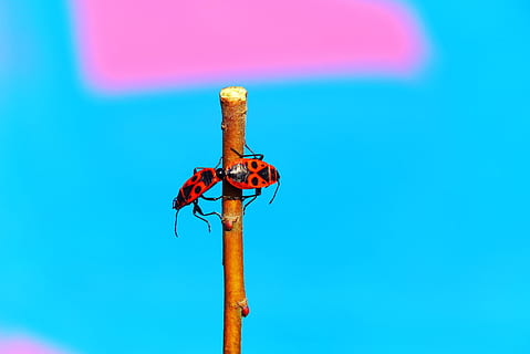 blacksmiths wingless, copulation, graffiti, wall, model, animals, nature, at the court of, invertebrates, closeup, plant, sprig, bazia, insects, bugs, antennae, abdomen, color, beautiful, alive, spring, the environment, biology, blue, sky, day, no people, invertebrate, animal themes, animals in the wild, focus on foreground, one animal, insect, outdoors, animal wildlife, close-up, dragonfly, pole, clear sky, animal, low angle view, metal, stick - plant part, wooden post, turquoise colored, blue background, 4K, CC0, public domain, royalty free
