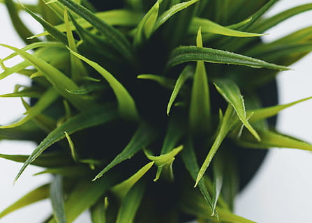plante d'intérieur à feuilles vertes, plante, herbe, au dessus de, fejka, filtre, blanc, composition, faux, Ikea, fermer, macro, de mauvaise humeur, végétation, vert, aloès, germer, aliments, produire, poterie, pot, couleur verte, croissance, feuille, partie de la plante, Nourriture et boisson, la nature, personne, fraîcheur, à l'intérieur, plante en pot, beauté dans la nature, journée, santé et médecine, légume, se concentrer sur le premier plan, plante d'appartement, 4K, CC0, domaine public, libre de droits