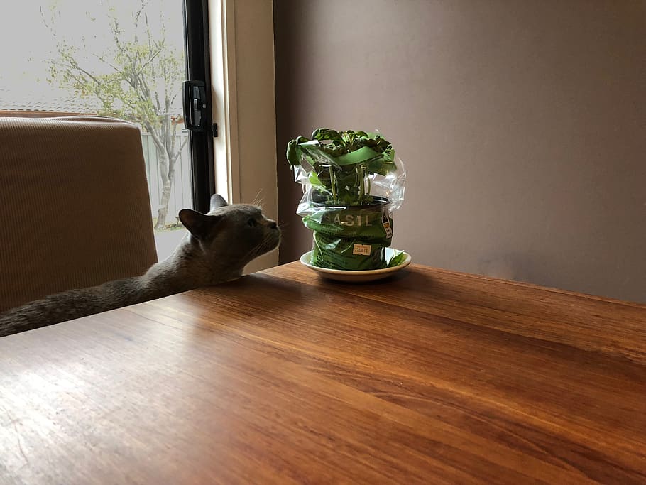 Neugierde, Basilikum, Katze, Haustiere, inländisch, Tierthemen, ein Tier, Hauskatze, Säugetier, Tier, katzenartig, drinnen, keine Leute, Tabelle, Wirbeltier, Fenster, Pflanze, Topfpflanze, Glas - Material, Holz - Material, Tag, Bodenbelag, Whisker, Zimmerpflanze, 4K