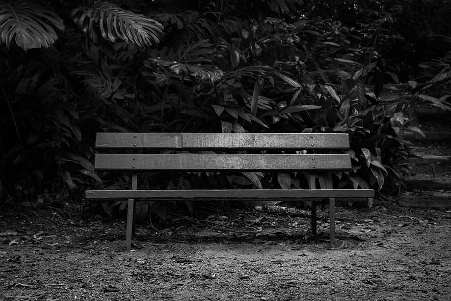 banc, té un lloc per favor, bosc, parc, seient, naturalesa, planta, full, dia, part de la planta, Banc del parc, parc - l'home va fer espai, buit, terra, creixement, camp, material de fusta, persones reals, a l'aire lliure, relaxació, una persona, 4K
