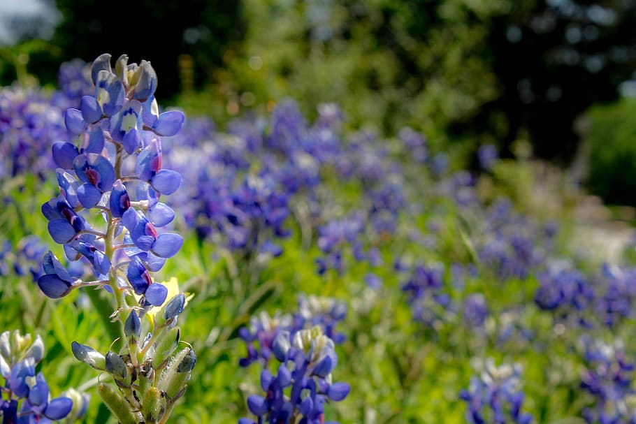 bluebonnet, flors silvestres, texas, primavera, flor, blau, floral, paisatge, poc profund, naturalesa, planta, a l'aire lliure, planta amb flors, porpra, bellesa a la natura, frescor, vulnerabilitat, fragilitat, primer pla, espígol, creixement, color lavanda, cap gent, pètal, cap de flor, dia, enfocament selectiu, botànica, centrar-se en primer pla, llit de flors, jardí ornamental, lila, Ram de flors, 4K