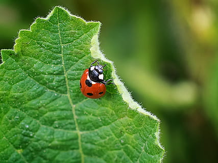 ladybug, nature, leaf, plant, insect, macro, close up, garden, plant part, animal wildlife, animal themes, invertebrate, animal, beetle, one animal, green color, animals in the wild, close-up, day, no people, focus on foreground, red, leaf vein, outdoors, small, 1080P, CC0, public domain, royalty free