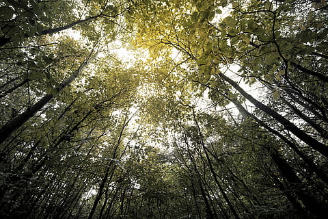 alberi a foglia verde, vegetazione, pianta, foresta, terra, bosco, albero, natura, all'aperto, luce del sole, boschetto, bagliore, luce, giungla, sentiero, foresta pluviale, bambù, betulla, sequoia, autunno, colori autunnali, Inquadratura dal basso, bellezza nella natura, crescita, ramo, baldacchino di albero, nessuno, la tranquillità, alto - alto, tronco d'albero, tronco, fotogramma intero, giorno, bambù - pianta, scena non urbana, direttamente sotto, 5K, CC0, dominio pubblico, privo di copyright