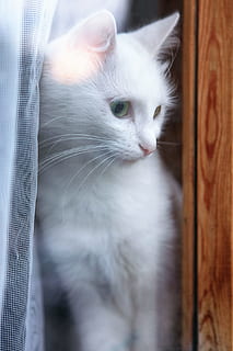 kedi, pencere, kedi yavrusu, hayvan, beyaz, Meraklı, kürk, portre, gözleri, yerli, Evcil Hayvan, tetikte, Evcil Hayvanlar, hayvan temaları, memeli, bir hayvan, ev kedisi, omurgalı, seyir, kedi bıyığı, insansız, kapatmak, uzağa bakıyor, Beyaz renk, içeriye, hayvan vücut kısmı, seçici odak, hayvan başı, hayvan gözü, 720P, CC0, kamu malı, telif ücretsiz