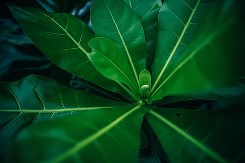fondo, hermoso, botánico, brote, de cerca, oscuro, flora, floral, jardín, verde, frondoso, hojas, naturaleza, nadie, al aire libre, parque, plantas, verano, textura, texturizado, papel pintado, salvaje, vívido, hoja, parte de la planta, color verde, crecimiento, planta, belleza en la naturaleza, vena de la hoja, fotograma completo, frescura, antecedentes, día, vista de alto ángulo, patrón natural, enfoque selectivo, agua, Rocío, 5K, CC0, dominio público, libre de derechos