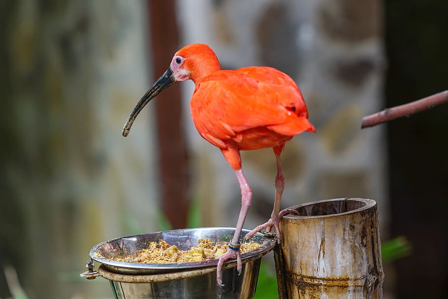 zoo, ocell, vermell, colorit, vida salvatge, temes d'animals, centrar-se en primer pla, animals a la natura, vertebrats, animal, fauna animal, un animal, posat, dia, cap gent, naturalesa, bec, primer pla, a l'aire lliure, aigua, ibis, material de fusta, post de fusta, 4K