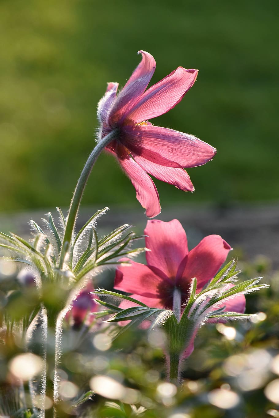 květ, Červené, pasque květ, kuchyňské svorky, pulsatilla, jaro, romantika, zahrada, kvetoucí rostlina, rostlina, krása v přírodě, svěžest, okvětní lístek, zranitelnost, růst, křehkost, růžová barva, květu hlavy, detail, květenství, selektivní zaměření, nikdo, Příroda, den, venku, botanika, pyl, nachový, 5K