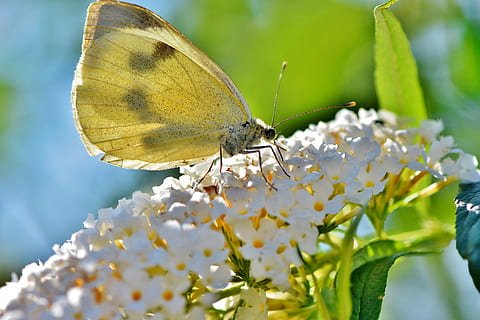 ling blanco, mariposa, insecto, insecto volador, mariposas, ala, flor, floración, animal, invertebrado, temas de animales, fauna animal, un animal, animales en la naturaleza, planta floreciendo, fragilidad, planta, vulnerabilidad, belleza en la naturaleza, ala animal, crecimiento, frescura, mariposa - insecto, de cerca, pétalo, cabeza de flor, polinización, nadie, al aire libre, polen, 5K, CC0, dominio público, libre de derechos