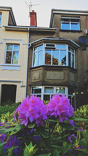 , built structure, architecture, building exterior, building, window, flower, plant, flowering plant, residential district, day, no people, low angle view, nature, house, growth, outdoors, city, freshness, vulnerability, pink color, window box, 4K, CC0, public domain, royalty free