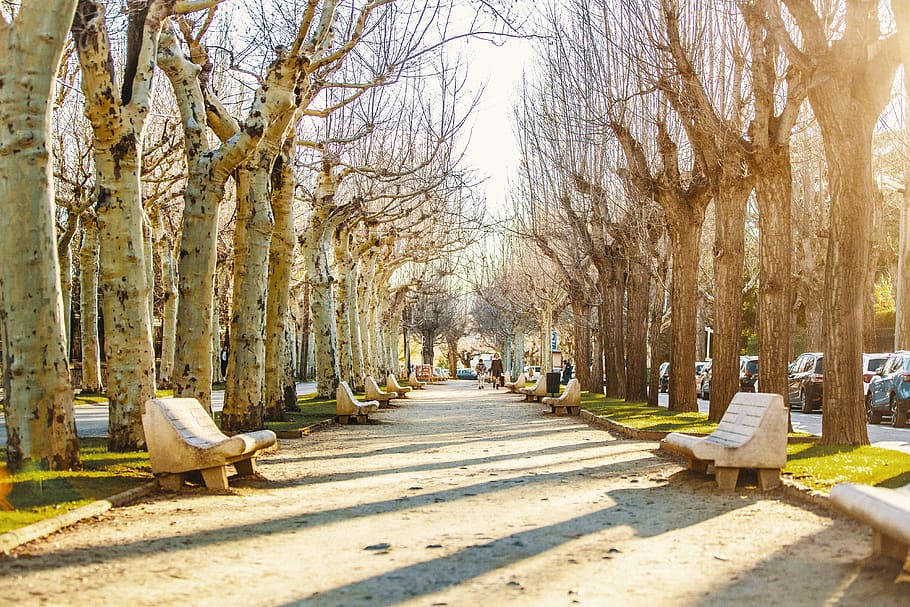 mobilia, panchina, pianta, albero, erba, vegetazione, prato, parco, all'aperto, tronco d'albero, persona, umano, bosco, terra, natura, foresta, sentiero, boschetto, veicolo, auto, albero nudo, giorno, la strada davanti, luce del sole, direzione, tronco, architettura, persone accessorie, parco - spazio creato dall'uomo, ramo, crescita, donne, treelined, 4K
