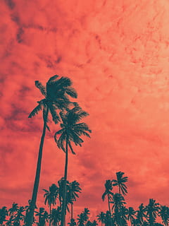 cocotiers, art, rétro-éclairé, belle, des nuages, Couleur, lumière du jour, exotique, croissance, tir faible angle, palmiers, pêche, scénique, ciel, été, des arbres, tropical, plante, palmier, climat tropical, nuage - ciel, la nature, beauté dans la nature, arbre, personne, faible angle de vue, le coucher du soleil, en plein air, couleur orange, tranquillité, cocotier, paysages - nature, fleur, plante à fleurs, tronc, 4K, CC0, domaine public, libre de droits