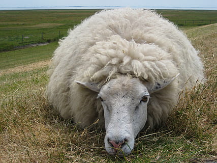 pecora, lana, diga, prato, bestiame, agricoltura, animale, temi animali, animali domestici, mammifero, domestico, erba, un animale, campo, pianta, terra, guardando la fotocamera, vertebrato, giorno, natura, paesaggio, ritratto, nessuno, all'aperto, erbivoro, testa di animale, 2K, CC0, dominio pubblico, privo di copyright